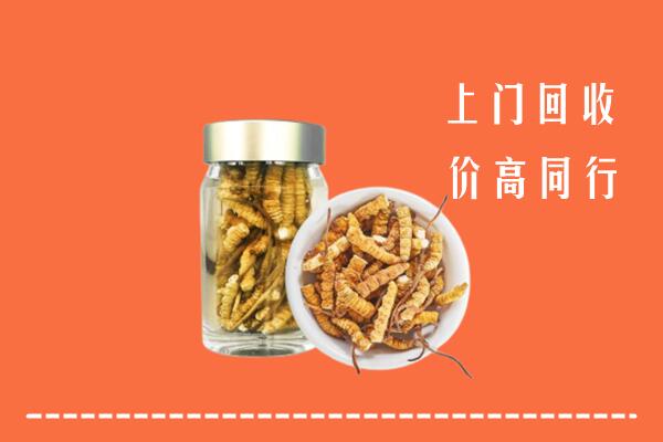 鄂托克旗回收冬虫夏草